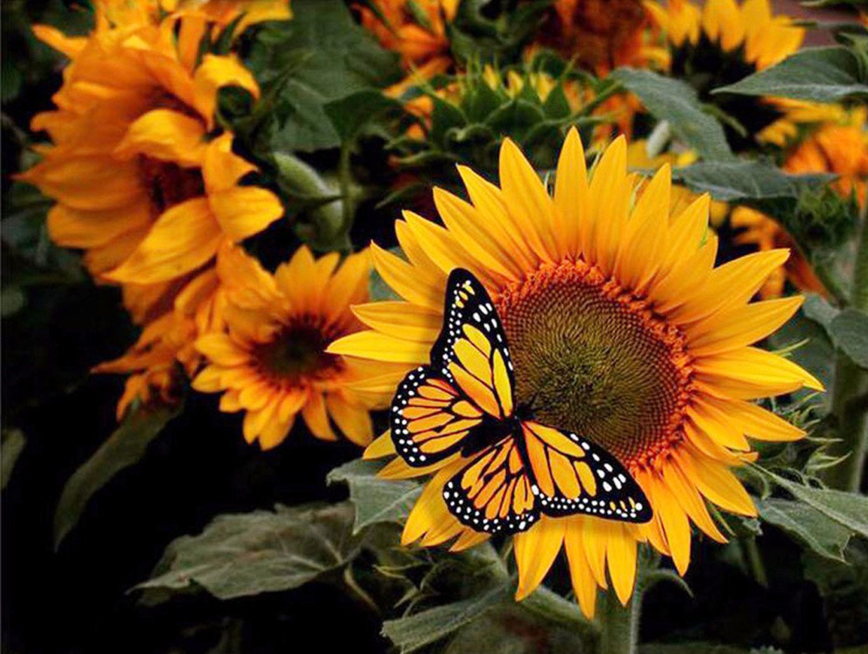 Schmetterling Sonnenblume | Vollständige runde Diamant-Malkits 