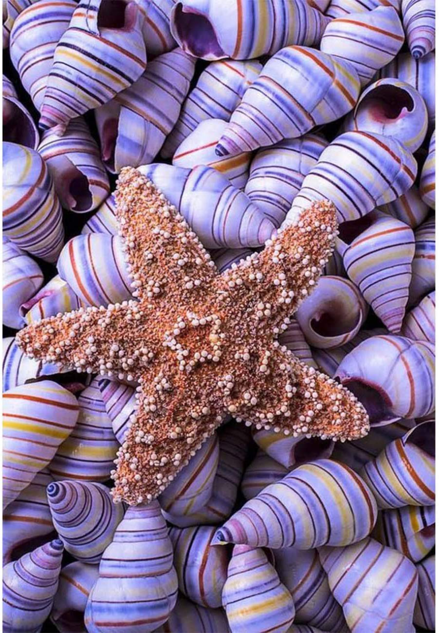 Starfish shells | Full Round Diamond Painting Kits