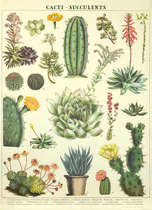 Succulent Plants | Full Round Diamond Painting Kits