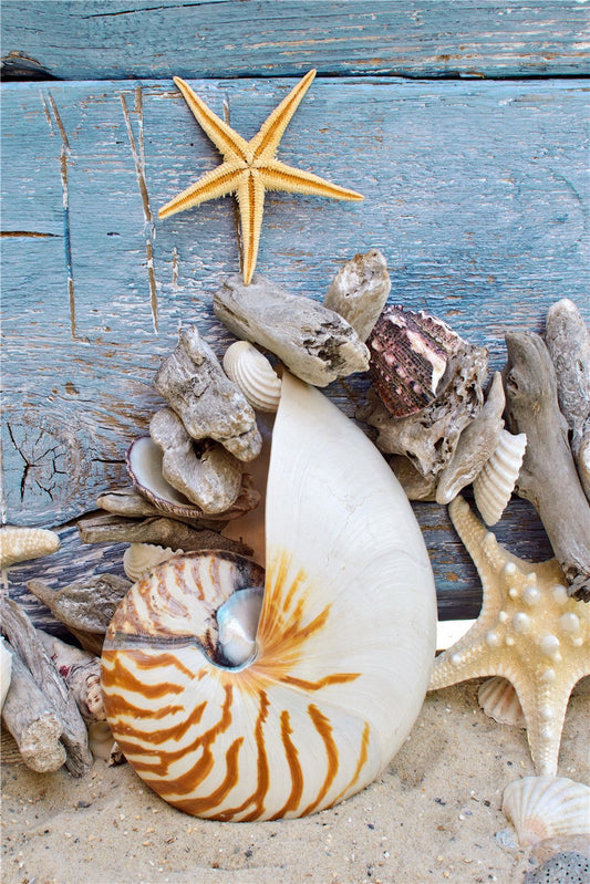 Starfish shells | Full Round Diamond Painting Kits