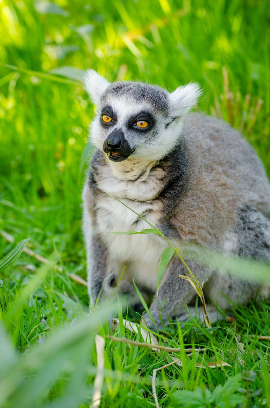 Ring tailed lemur | Full Round Diamond Painting Kits