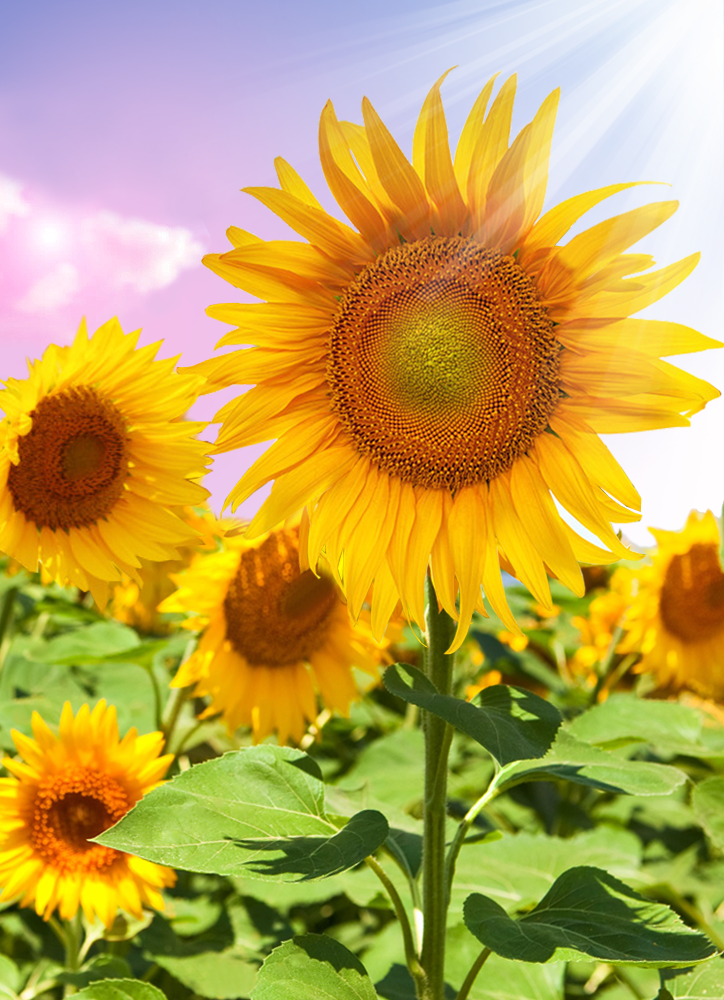 Sonnenblume | Vollständige runde Diamant-Malkits 