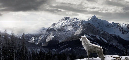Wolf im Schnee | Vollständige runde Diamant-Malkits 