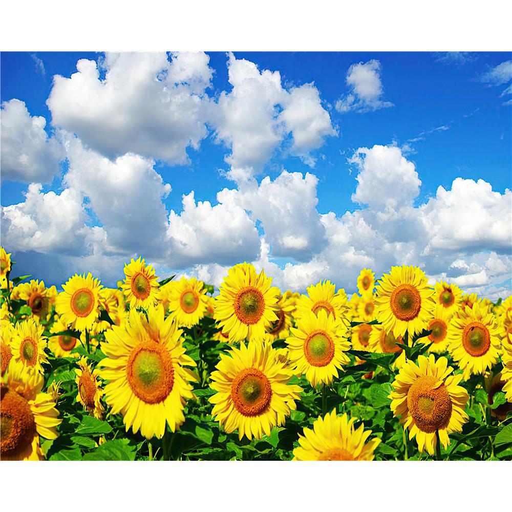 Sunflower  | Full Square Diamond Painting Kits