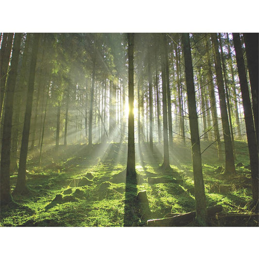 Sunshine in the forest | Full Square Diamond Painting Kits