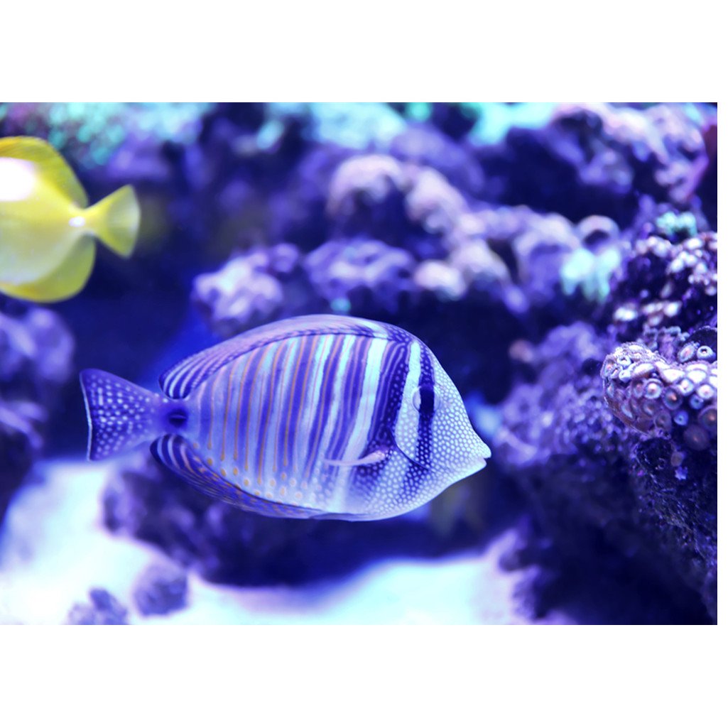 Tropical Fish | Full Round Diamond Painting Kits