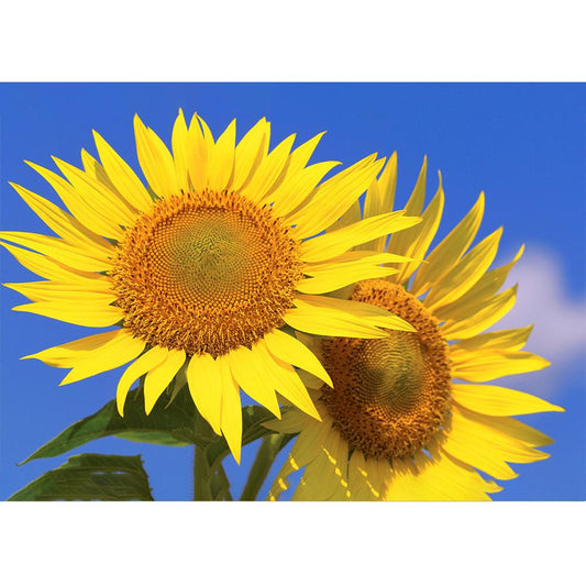 Sunflower | Full Round Diamond Painting Kits