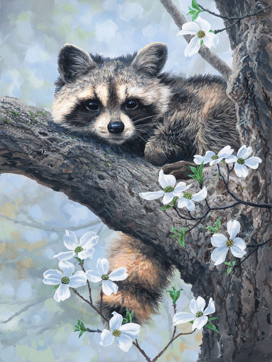 AB Diamond Painting  |  Raccoon