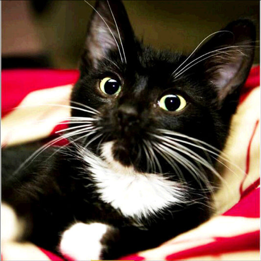 Schwarze Katze | Vollständige runde Diamant-Malkits