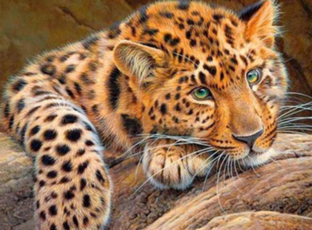 Leopard | Full Round/Square Diamond Painting Kits