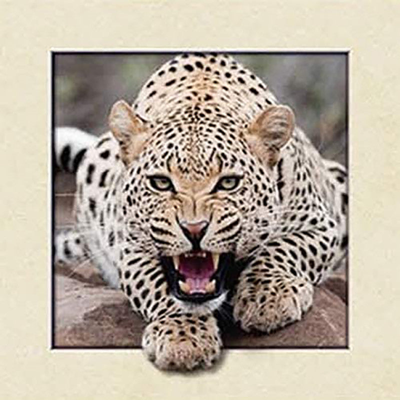 Leopard | Full Round Diamond Painting Kits（30x30）