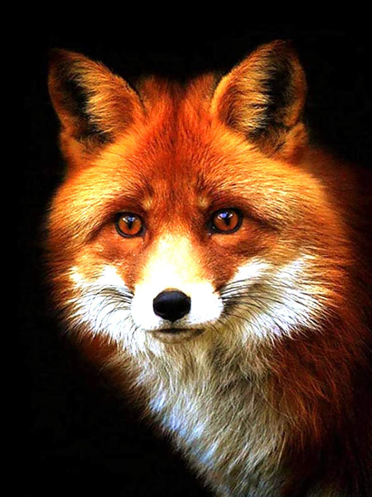 Fox | Full Round Diamond Painting Kits