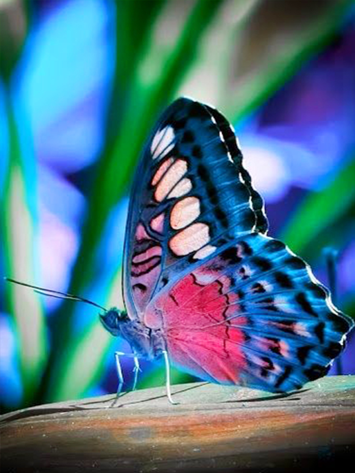 Papillon bleu rose | Kits complets de peinture au diamant rond