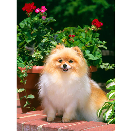 Pomeranian puppy | Full Round Diamond Painting Kits