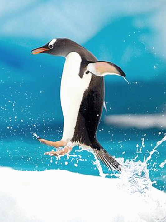 Penguin jumping | Full Round Diamond Painting Kits