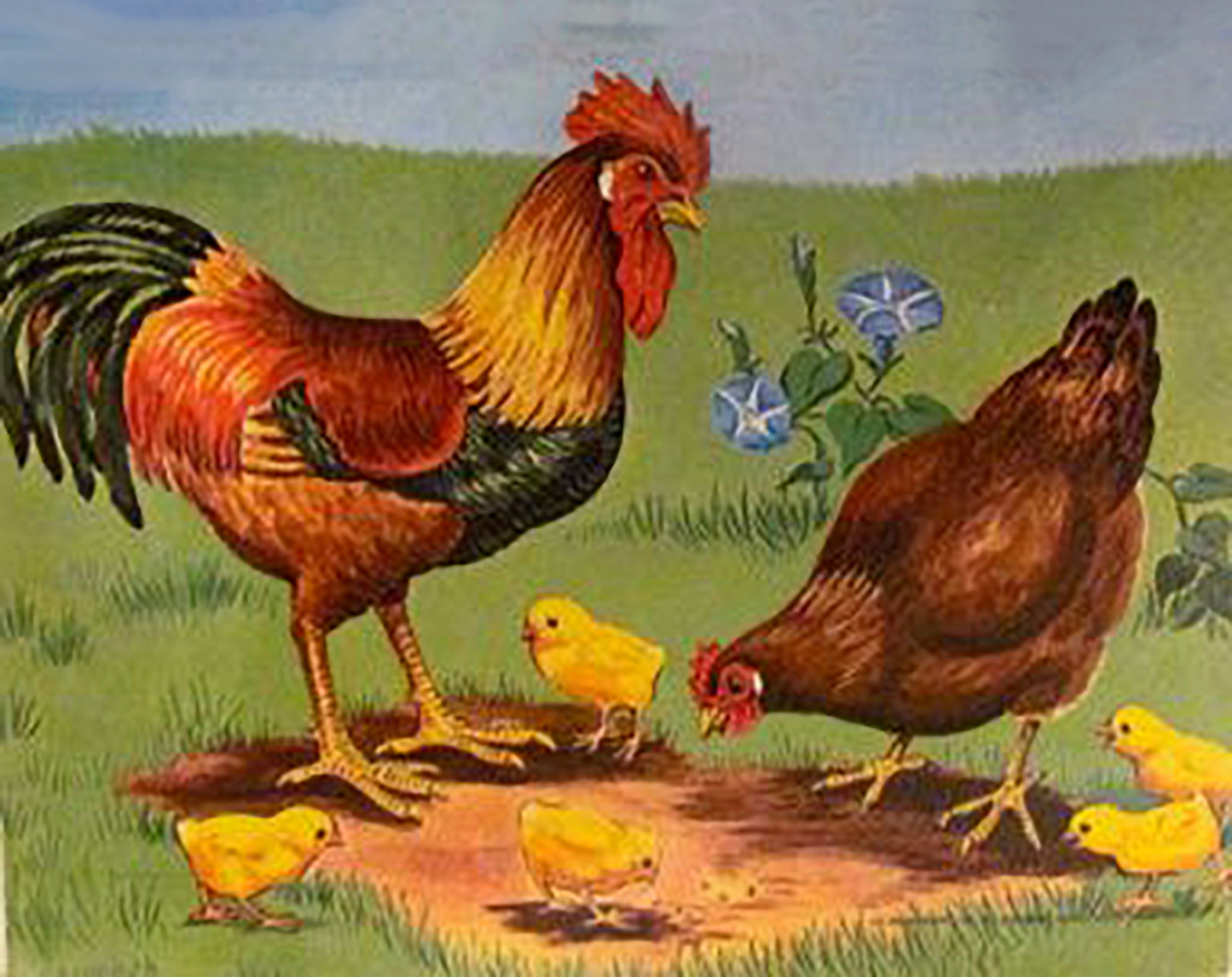 Poulets | Kits complets de peinture au diamant rond 