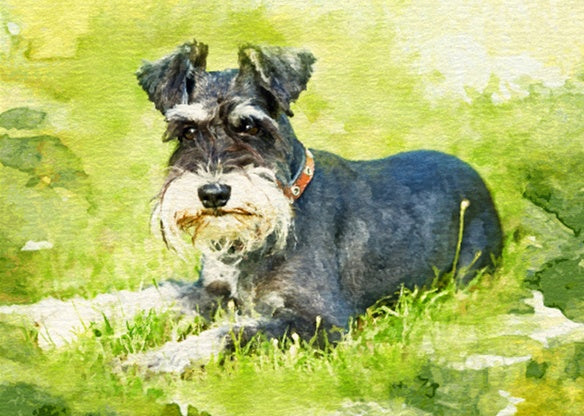 Hund | Vollständige runde/quadratische Diamond Painting Kits