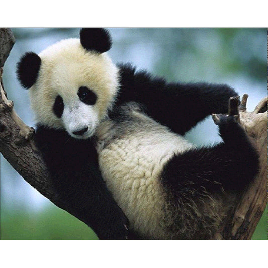 Panda On The Tree  | Full Round Diamond Painting Kits