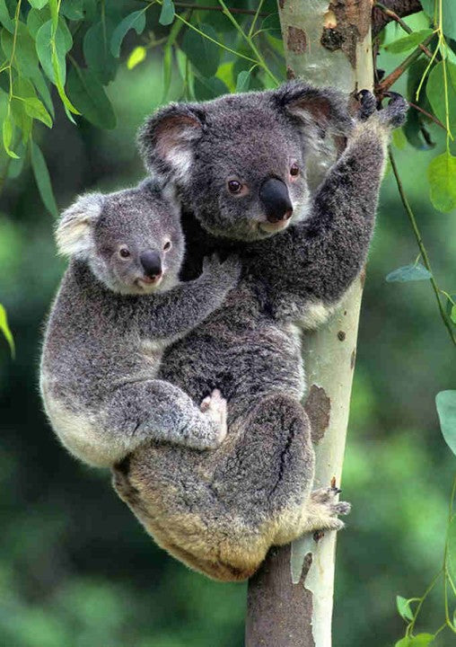 Koala | Vollständige runde Diamant-Malkits