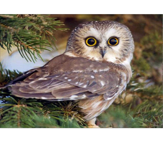 Owl | Full Round Diamond Painting Kits