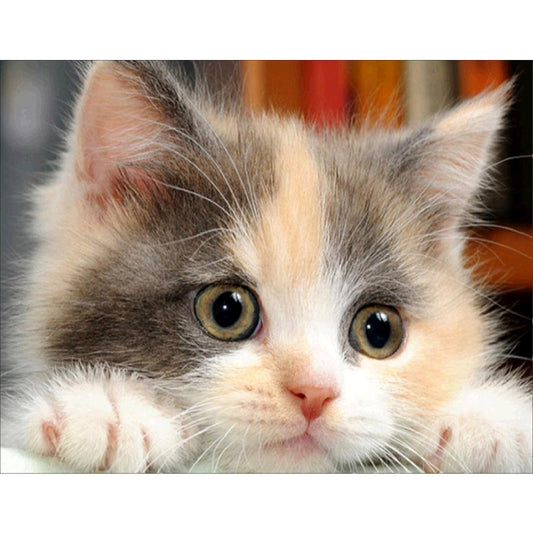 Süße Katze | Vollständige runde Diamant-Malkits 