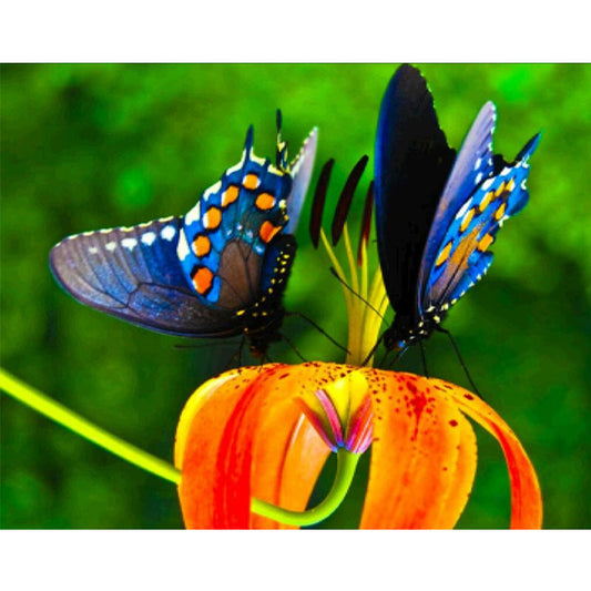 Papillon | Kits complets de peinture au diamant rond 