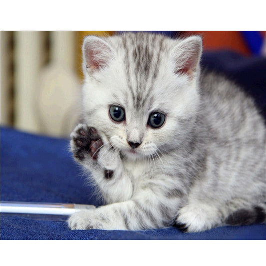 Cute Kitten | Full Round Diamond Painting Kits