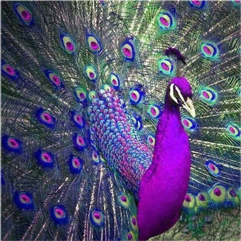 Purple Peacock | Full Round Diamond Painting Kits